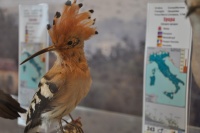 Museo Ornitologico Sisn